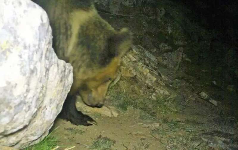 un orso immortalato da una foto trappola in nepal