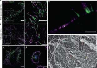 VIRUS IBRIDO INFLUENZA BRONCHITE