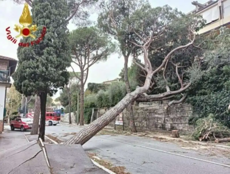 alberi caduti a roma   6