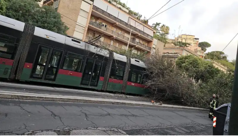 albero cade sulla linea 8