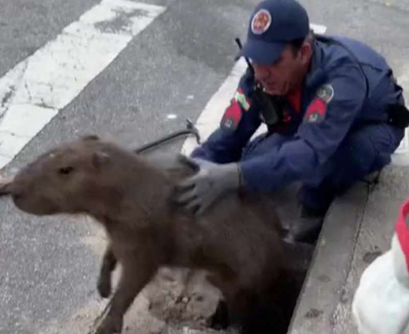 capibara liberato in brasile 1