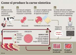 COME SI PRODUCE LA CARNE COLTIVATA