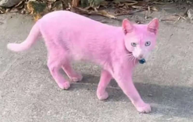 gatto rosa 2