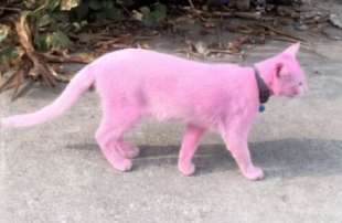 gatto rosa 3