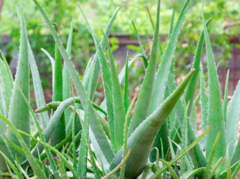 ALOE VERA