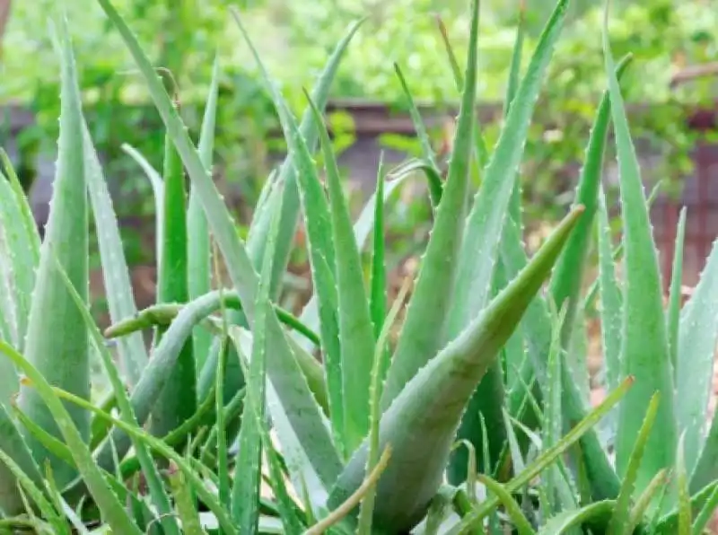 ALOE VERA