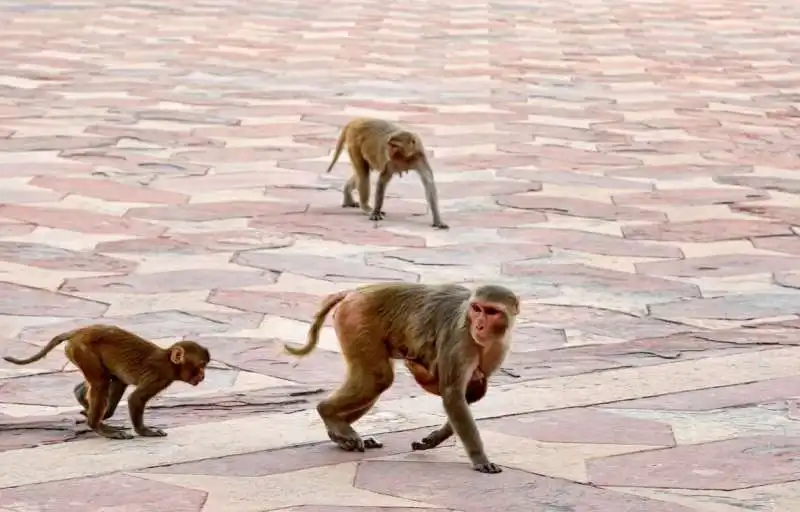 macachi rhesus 