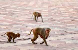 macachi rhesus