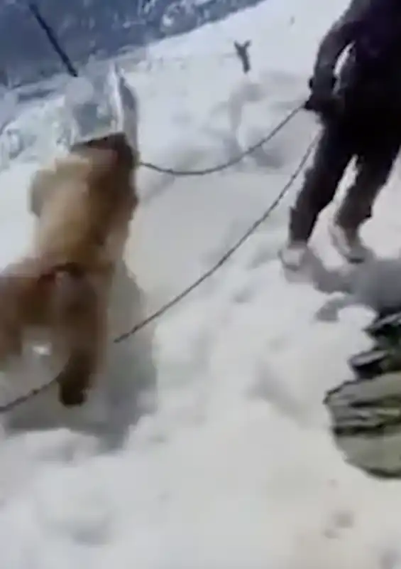 orso con la testa incastrata in un secchio 1