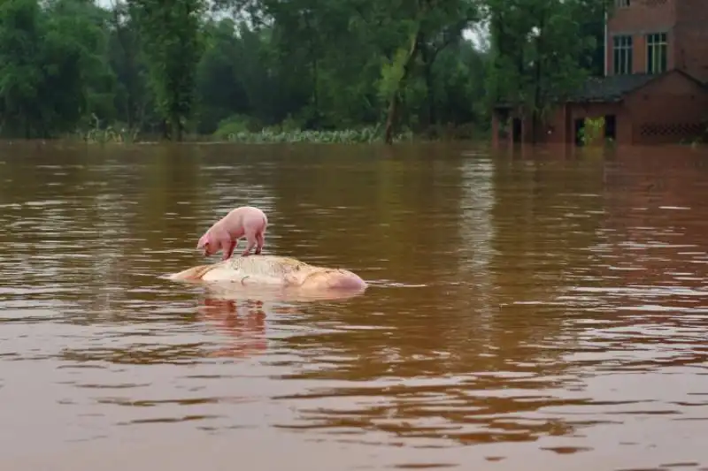 La carcassa salva il maialino in Cina 