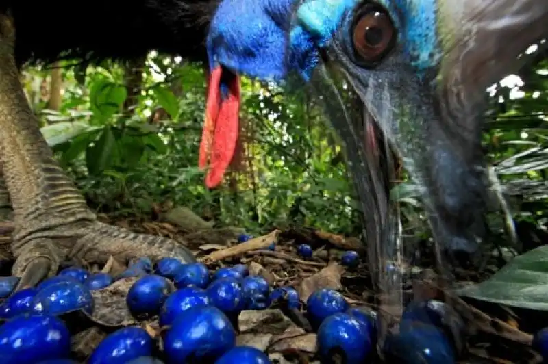 IL CASUARIO AUSTRALIANO 