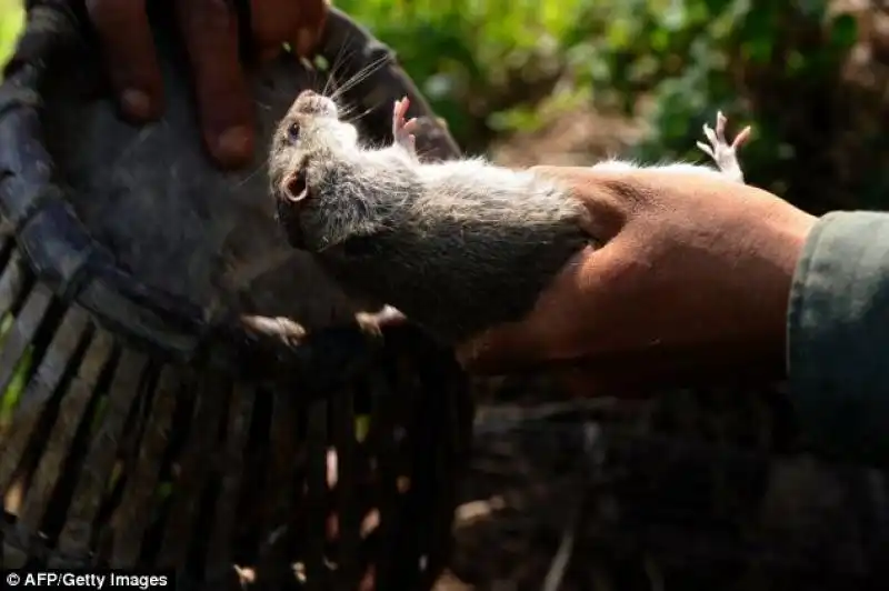 catturato e messo nella gabbia di bambu 