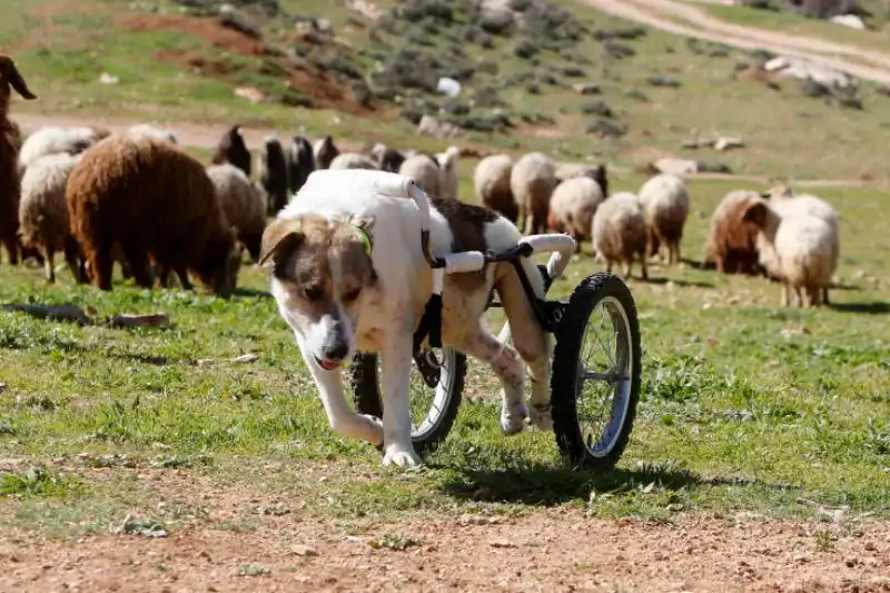 Il centro di recupero per animali ad Amman Giordania 