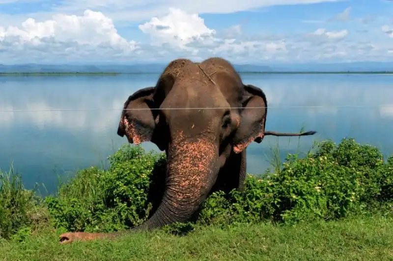 UN ELEFANTE DI FRONTE A UN FILO ELETTRICO NELLO SRI LANKA 