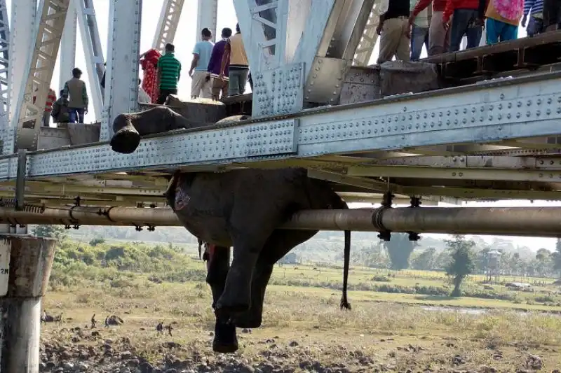 elefante ucciso sul ponte di Khunia 