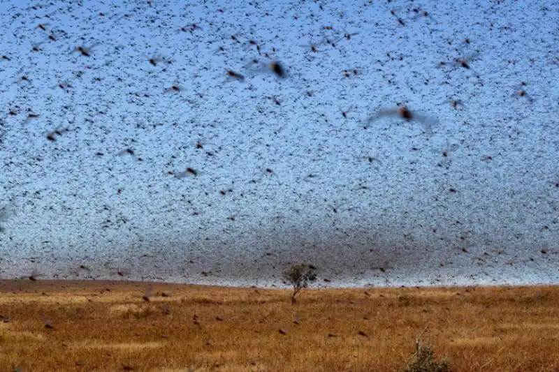 INVASIONE DI LOCUSTE IN MADAGASCAR 