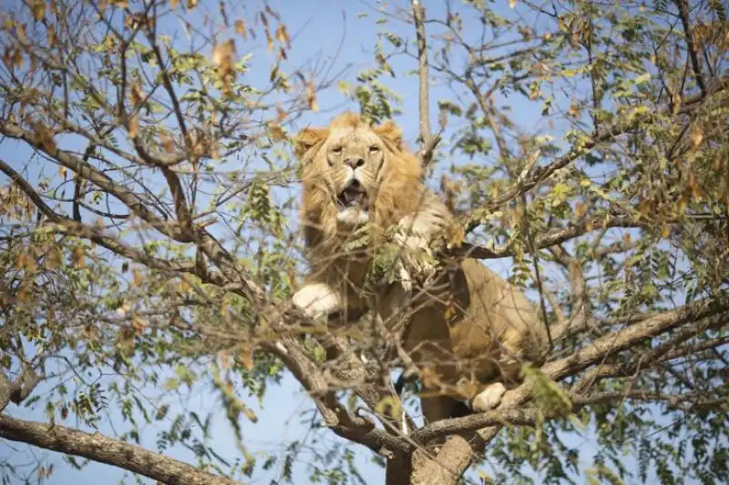 UN LEONE AFRICANO SUGLI ALBERI IN UNO ZOO DI TEL AVIV 