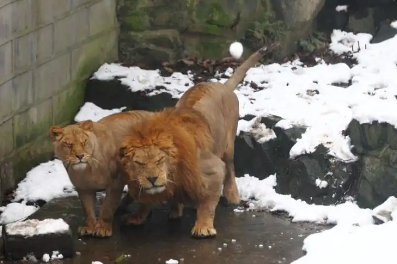 LEONI PRESI A PALLE DI NEVE ALLO ZOO DI HANGZHOU IN CINA 