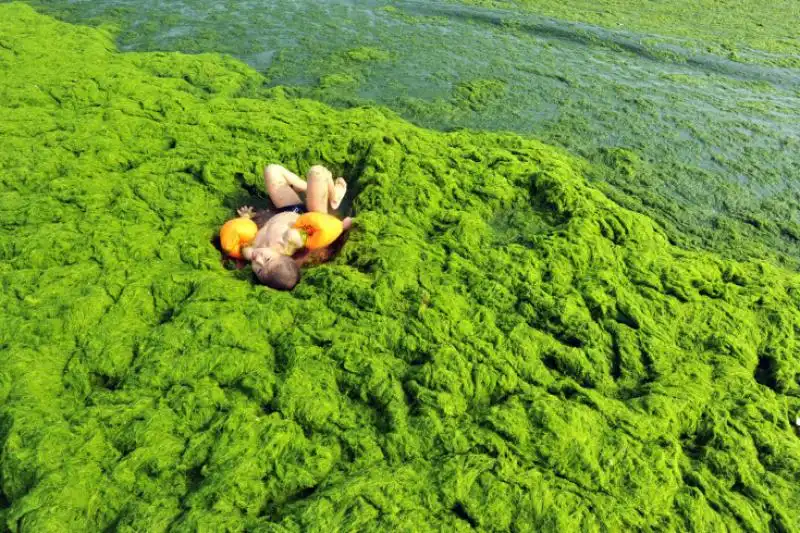 Nuotare in un mare di alghe cinesi 