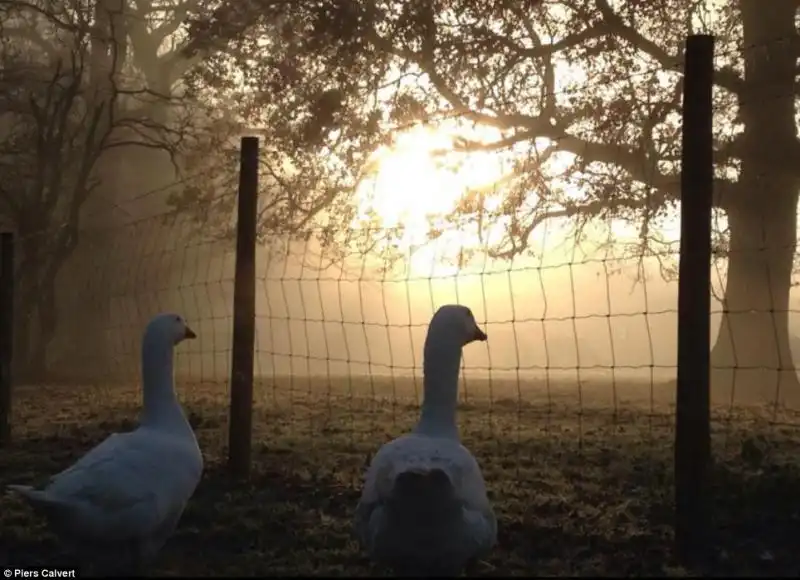 Oche nella nebbia a Horsham 