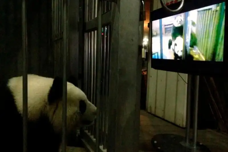 UN PANDA GUARDA UN VIDEO SU COME RIPRODURSI IN CATTIVITA 