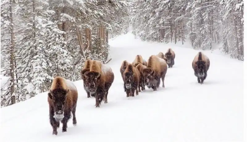 PARCO DELLO YELLOWSTONE 