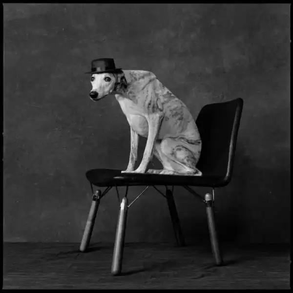 I PARTY DI NATALE CON I CANI MARY ELLEN MARK 