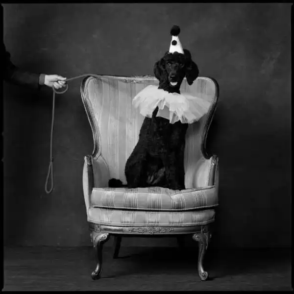 I PARTY DI NATALE CON I CANI MARY ELLEN MARK 