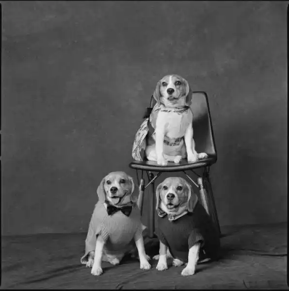 I PARTY DI NATALE CON I CANI MARY ELLEN MARK 