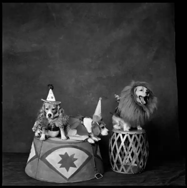 I PARTY DI NATALE CON I CANI MARY ELLEN MARK 