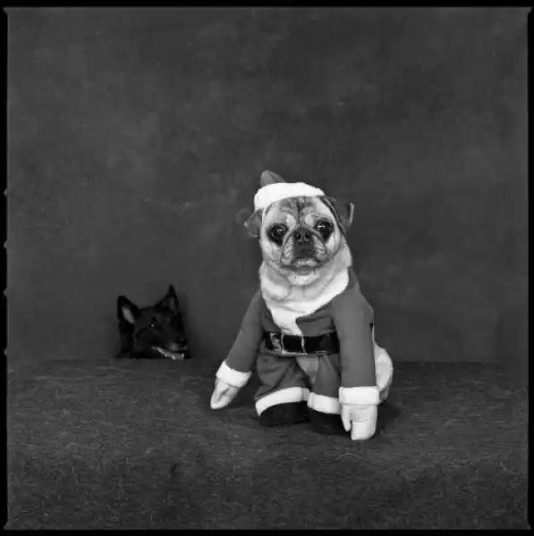 I PARTY DI NATALE CON I CANI MARY ELLEN MARK 