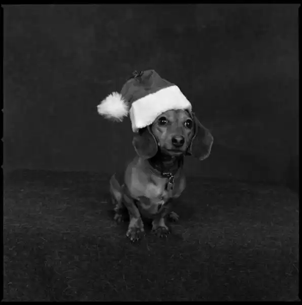 I PARTY DI NATALE CON I CANI MARY ELLEN MARK 