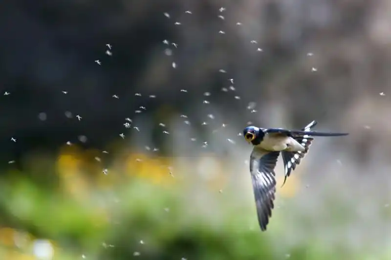 SECONDO POSTO CATEGORIA MONDO ANIMALE 