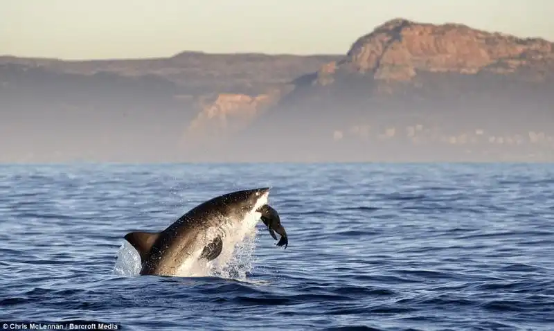 LO SQUALO BIANCO CHE SBRANA UNA FOCA FANTOCCIO 