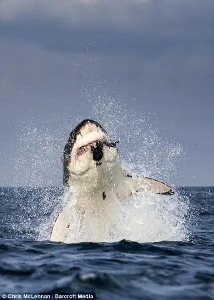 LO SQUALO BIANCO CHE SBRANA UNA FOCA FANTOCCIO 