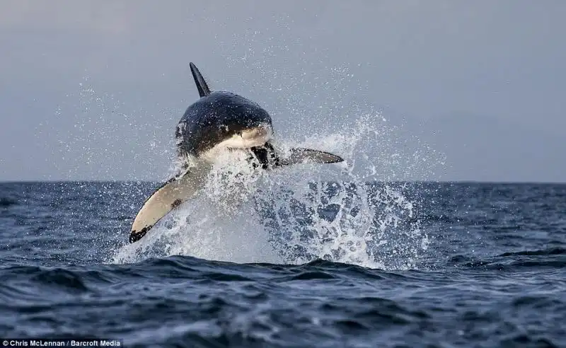 LO SQUALO BIANCO CHE SBRANA UNA FOCA FANTOCCIO 