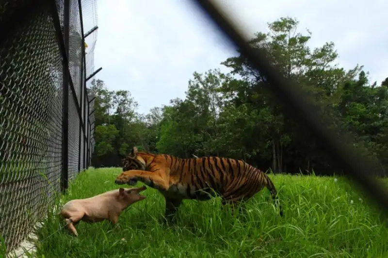 Tigre gioca con maiale a Sumatra 