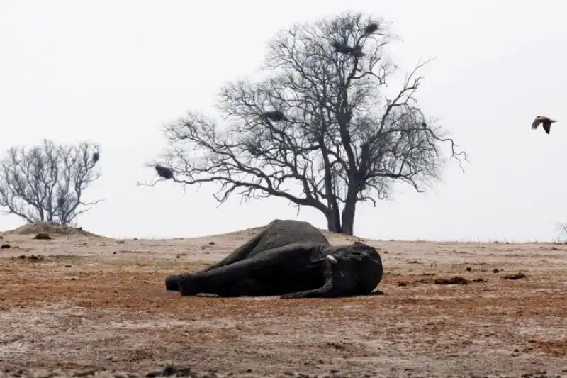 UN UCCELLO SI AVVICINA ALLA CARCASSA DI UN ELEFANTE MORTO DOPO AVER BEVUTO ACQUA AVVELENATA 