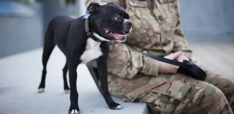 CANI USATI PER VETERANI CON TRAUMI POSTGUERRA