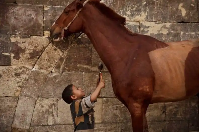 cavallo al barbiere