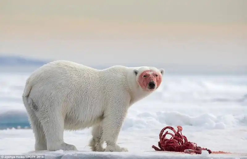 orso bianco