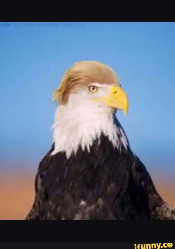 aquila trump