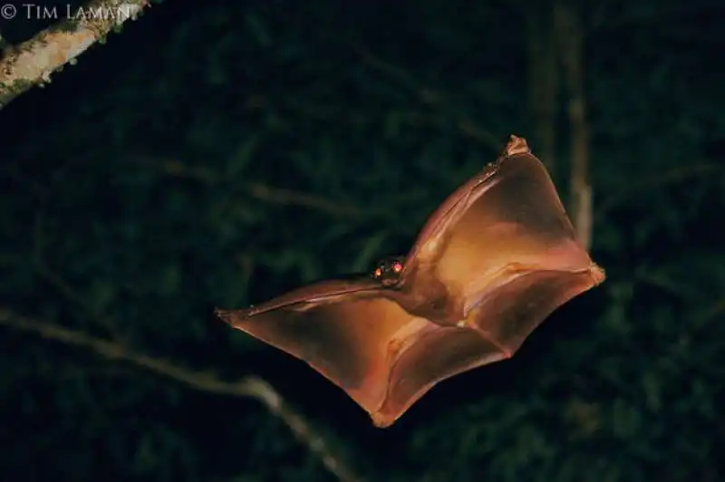 colugo della sonda