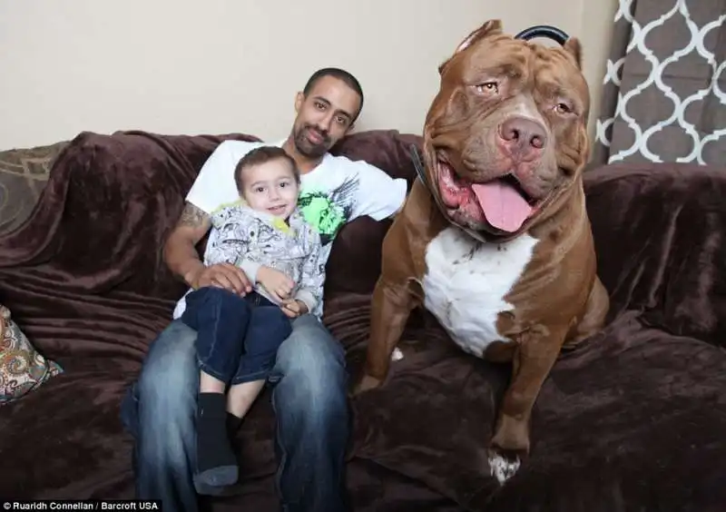 hulk   il pitbull da 80 kg