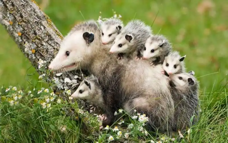 in nord carolina viene calato un opossum tra la folla