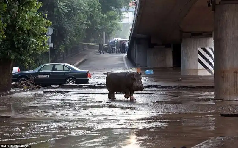 ippopotami tigri leoni giaguari escono dalle gabbie dopo un alluvione a tbilisi