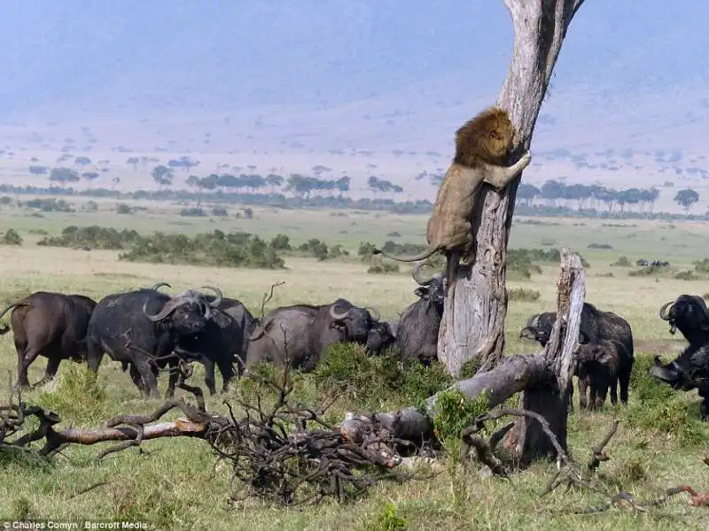 leone attaccato da bufali in kenya