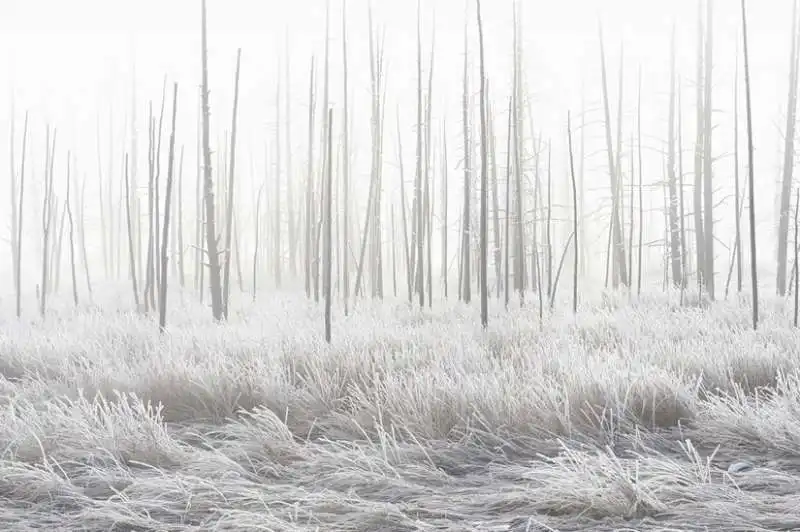 parco nazionale di yellowstone   foto di jeff vanuga