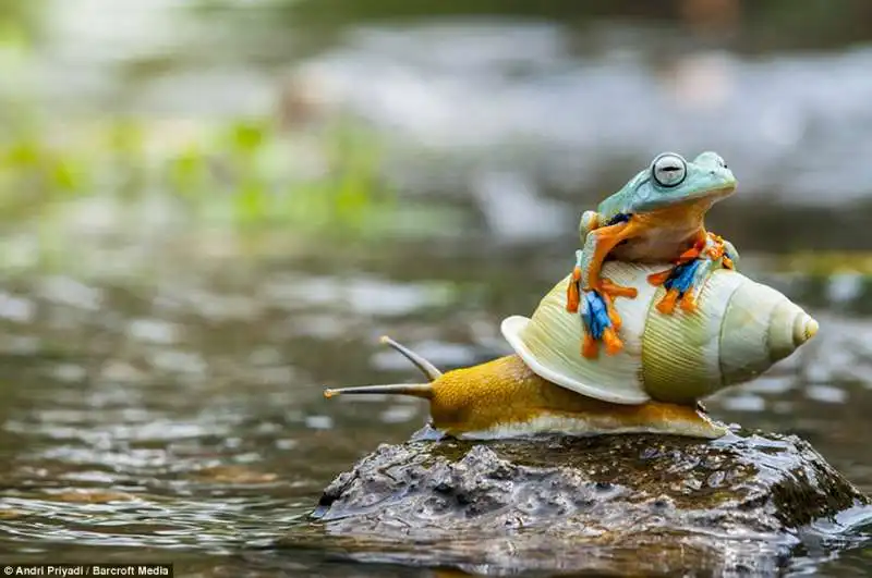 rana naviga a bordo di una lumaca   indonesia