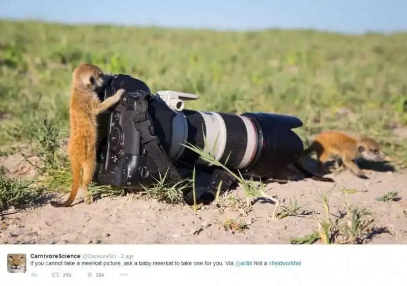 se non puoi fare una foto a un suricato   chiedi a un cucciolo di suricato di farne una per te